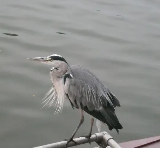 Houseboat Vliegenbos 암스테르담
