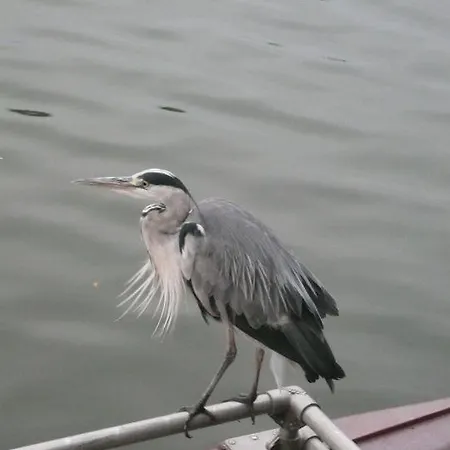 Houseboat Vliegenbos Amsterdam